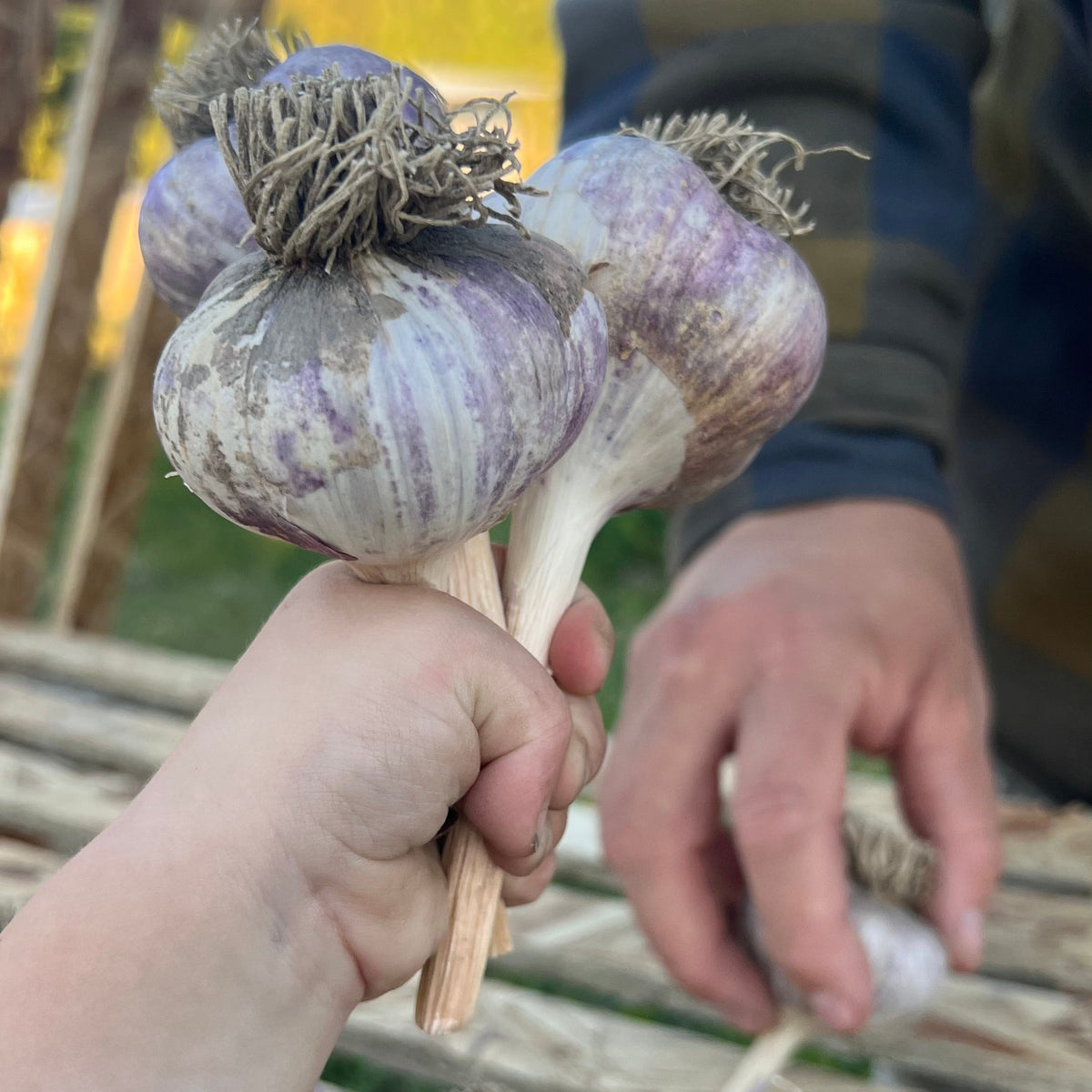 Alberta Grown Garlic