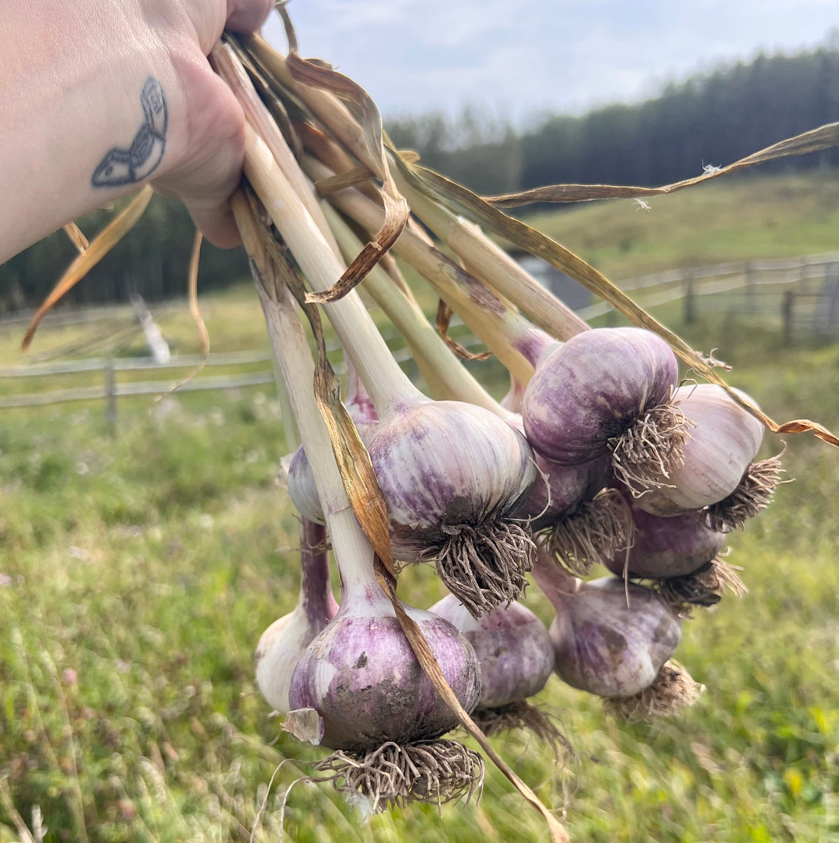 Alberta Grown Garlic