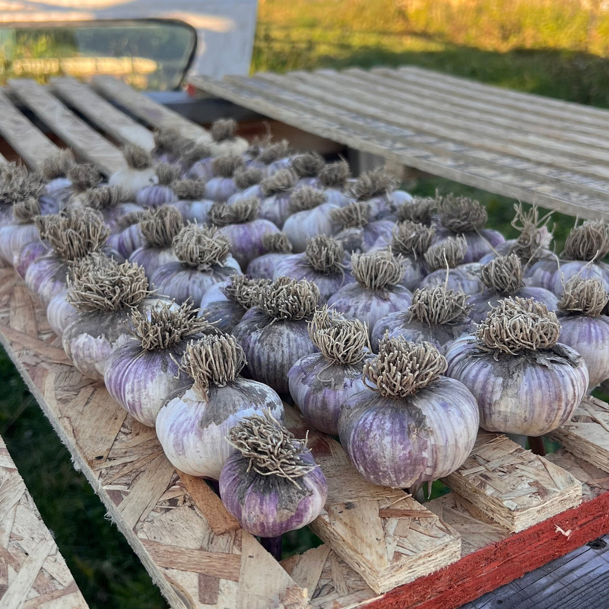Alberta Grown Garlic